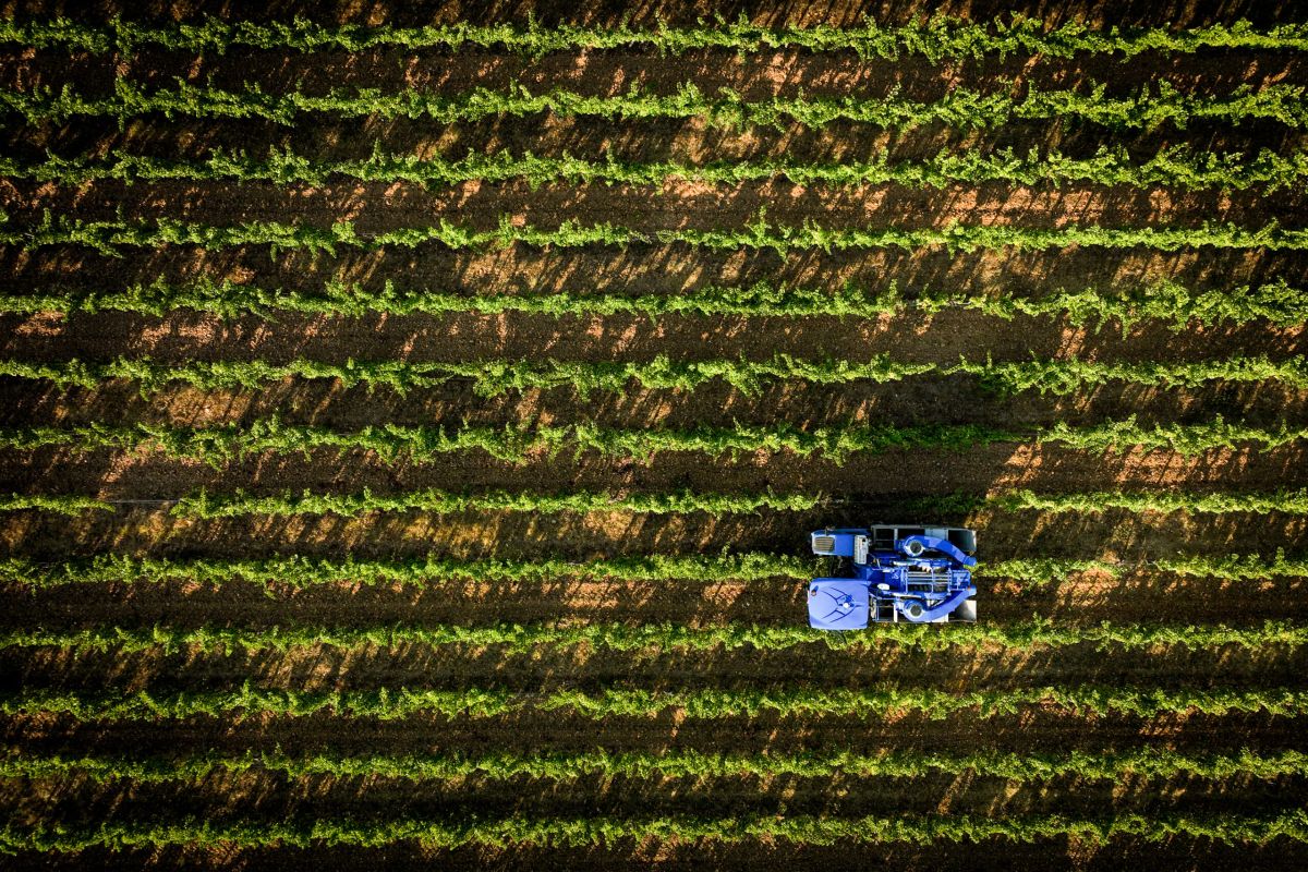 Vue aérienne par drone d'un vignoble près de Pézenas - Machine à vendanger bleue travaillant entre les rangées de vignes, photographie professionnelle pour domaine viticole capturée par télépilote certifié en Hérault.